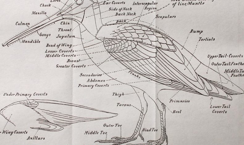 Best of BP: An Announcer’s Guide to Identifying Pelicans